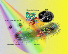 Graphical abstract: Superior photo-induced antibacterial/antibiofilm activities of ZnPcs/TiO2 and computational simulation studies