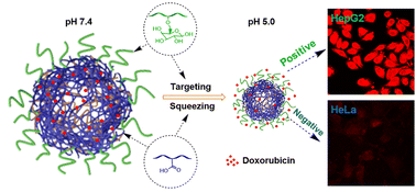 Graphical abstract: Sub-50 nm core–shell nanoparticles with the pH-responsive squeezing release effect for targeting therapy of hepatocellular carcinoma
