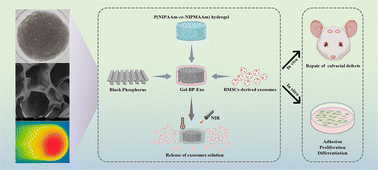 Graphical abstract: Black phosphorus thermosensitive hydrogels loaded with bone marrow mesenchymal stem cell-derived exosomes synergistically promote bone tissue defect repair