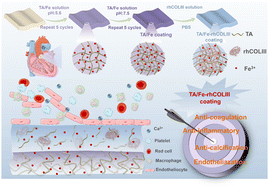 Graphical abstract: Postfunctionalization of biological valve leaflets with a polyphenol network and anticoagulant recombinant humanized type III collagen for improved anticoagulation and endothelialization