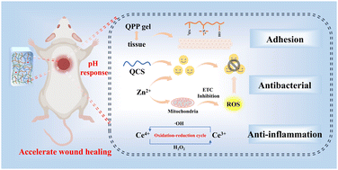 Graphical abstract: A pH-responsive ZC-QPP hydrogel for synergistic antibacterial and antioxidant treatment to enhance wound healing