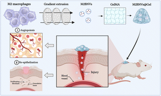 Graphical abstract: Bioinspired nanovesicles derived from macrophage accelerate wound healing by promoting angiogenesis and collagen deposition