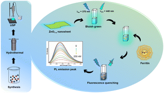 Graphical abstract: Two-dimensional oxygen-deficient ZnO1−x nanosheet as a highly selective and sensitive fluorescence probe for ferritin detection: the electron transfer biosensor (ETBS)