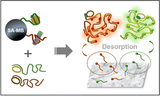 Graphical abstract: Template-controllable rolling circle amplification for dual protein sensitive analysis