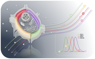 Graphical abstract: Target-activated multicolor fluorescent dyes for 3D imaging of plasma membranes and tracking of apoptosis