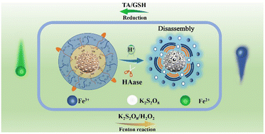 Graphical abstract: Fe-based cyclically catalyzing double free radical nanogenerator for tumor-targeted chemodynamic therapy