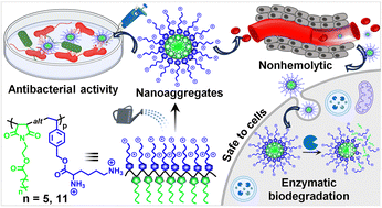 Graphical abstract: Antibacterial activity of hydrophobicity modulated cationic polymers with enzyme and pH-responsiveness