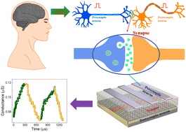 Graphical abstract: Non-volatile memristor-based artificial synaptic behavior of redox-active organic composites