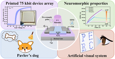 Graphical abstract: 75 kbit printed indium oxide (IO)/indium gallium zinc oxide (IGZO) heterojunction photoelectric synaptic transistor arrays for an artificial visual memory system