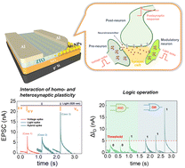 Graphical abstract: Super-additive interaction of homo- and heterosynaptic plasticity in a hot electron transfer optosynapse for visual sensing memory and logic operations