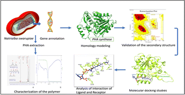 Graphical abstract: A polyhydroxyalkanoate synthesised by halophilic archaeon Natrialba swarupiae