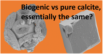 Graphical abstract: Controlling crystallisation and dissolution of biogenic CaCO3via dissolved magnesium cations