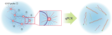 Graphical abstract: Single-virus-sensitive barcode qPCR mediated by the aggregation of gold nanoparticle probes