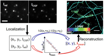 Graphical abstract: High throughput spectrally resolved super-resolution fluorescence microscopy with improved photon usage