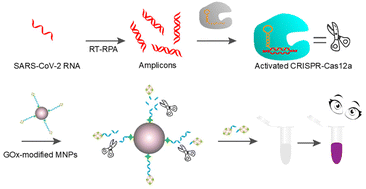 Graphical abstract: CRISPR-Cas12a-based ultrasensitive assay for visual detection of SARS-CoV-2 RNA