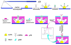 Graphical abstract: A mesothelin microsensor based on an embedded thionine electronic medium within an imprinted polymer on an acupuncture needle electrode