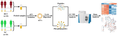 Graphical abstract: Proteomic and phosphoproteomic profiling of urinary small extracellular vesicles in hepatocellular carcinoma