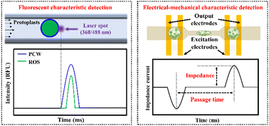 Graphical abstract: Phenotyping of single plant cells on a microfluidic cytometry platform with fluorescent, mechanical, and electrical modules