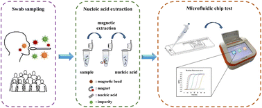 Graphical abstract: Portable and simultaneous detection of four respiratory pathogens through a microfluidic LAMP and real-time fluorescence assay