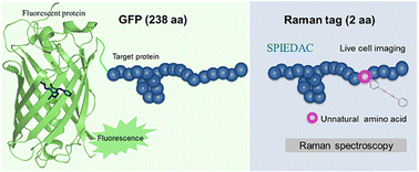 Graphical abstract: Imaging specific proteins in living cells with small unnatural amino acid attached Raman reporters