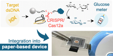 Graphical abstract: Paper-based analytical device for point-of-care nucleic acid quantification combining CRISPR/Cas12a and a personal glucose meter