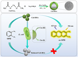 Graphical abstract: A nano-biosensing platform based on CuS-BSA for label-free fluorescence detection of Escherichia coli