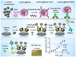 Graphical abstract: The development of a method to produce diagnostic reagents using LaNiO3 nanospheres and their application in nanozyme-linked immunosorbent assay for the colorimetric screening of C-reactive protein with high sensitivity