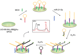 Graphical abstract: Mechanically stabilized UiO-66-NH2-MB screen printed carbon electrode for high-performance electrochemical ratiometric quantification of miR-21-5p