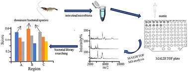 Graphical abstract: Direct analysis and identification of the intestinal microflora of shrimps for their geographical traceability via mass spectrometry and bacterial library searching