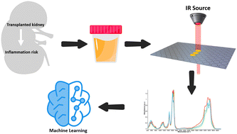 Graphical abstract: Exploring the potential of Fourier transform-infrared spectroscopy of urine for non-invasive monitoring of inflammation associated with a kidney transplant