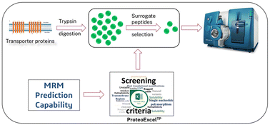 Graphical abstract: Highly sensitive LC-MRM workflow for quantitation of efflux transporters in rat peripheral blood mononuclear cells: leveraging ProteoExcelTP with MRM prediction capability