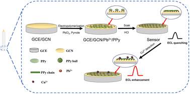 Graphical abstract: Construction and mechanism analysis of an ultra-sensitive GCN/Pb2+/PPy heterojunction electrochemiluminescent sensor for detecting Cu(ii)
