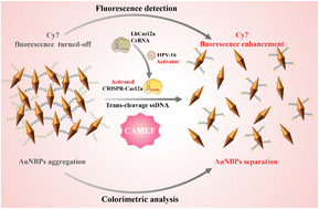 Graphical abstract: Detection of free DNA based on metal-enhanced fluorescence triggered by CRISPR-Cas12a and colorimetric analysis