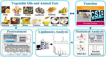 Graphical abstract: Analysis of the lipidomic profile of vegetable oils and animal fats and changes during aging by UPLC-Q-exactive orbitrap mass spectrometry
