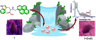 Graphical abstract: l-Tryptophan-based pyrene conjugate for intracellular zinc-guided excimer emission and controlled nano-assembly