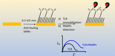 Graphical abstract: Rapid assembly of mixed thiols for toll-like receptor-based electrochemical pathogen sensing
