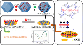 Graphical abstract: Sulfonated-polypyrene aniline/polyaniline composite fortified with Cu-GQD@ZIF8 as an electrochemical enzymatic urea biosensor