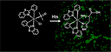 Graphical abstract: A DMSO-assisted iridium(iii) complex as a luminescent “turn-on” sensor for selective detection of l-histidine and bacterial imaging