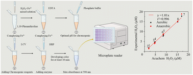 Graphical abstract: Modified spectrophotometry for micromolar H2O2 determination in iron-containing solutions with leuco crystal violet under both aerobic and anaerobic conditions