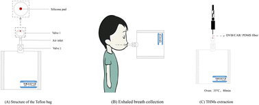 Graphical abstract: Exhaled breath of children swimmers conveniently collected in Teflon bags and used for trihalomethane determination by SPME-GC-MS