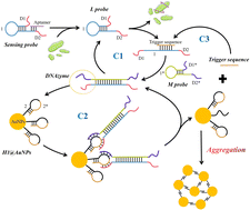 Graphical abstract: A catalytic assembly triggered DNAzyme motor on spherical nucleic acids for sensitive small extracellular vesicle detection