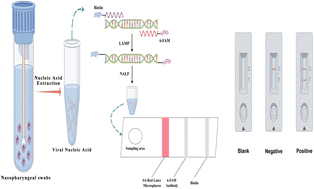 Graphical abstract: A fast, accurate strategy based on LAMP–NALF for detecting human adenovirus serotype 3 in children