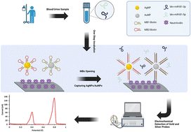 Graphical abstract: Advanced multiplexed electrochemical nanobiosensors for simultaneous detection of BK polyomavirus miRNAs in renal transplants