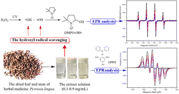 Graphical abstract: Antioxidant activity of herbal medicine Pyrrosia lingua evaluated by electron paramagnetic resonance spectroscopy