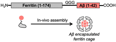 Graphical abstract: Fusion of amyloid beta with ferritin yields an isolated oligomeric beta-sheet-rich aggregate inside the ferritin cage