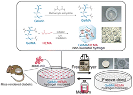 Graphical abstract: Transplantation of pancreatic beta-cell spheroids in mice via non-swellable hydrogel microwells composed of poly(HEMA-co-GelMA)