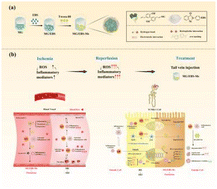 Graphical abstract: Ultrasmall magnolol/ebselen nanomicelles for preventing renal ischemia/reperfusion injury