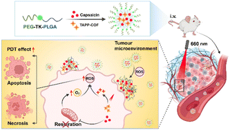 Graphical abstract: ROS-responsive self-assembly nanoplatform overcomes hypoxia for enhanced photodynamic therapy