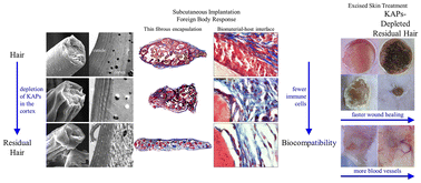 Graphical abstract: Biocompatibility and wound-healing prospect of KAPs-depleted residual hair biomaterial