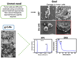 Graphical abstract: Graphitic carbon nitride as a novel anticancer agent: potential mechanisms and efficacy in prostate cancer and glioblastoma treatment